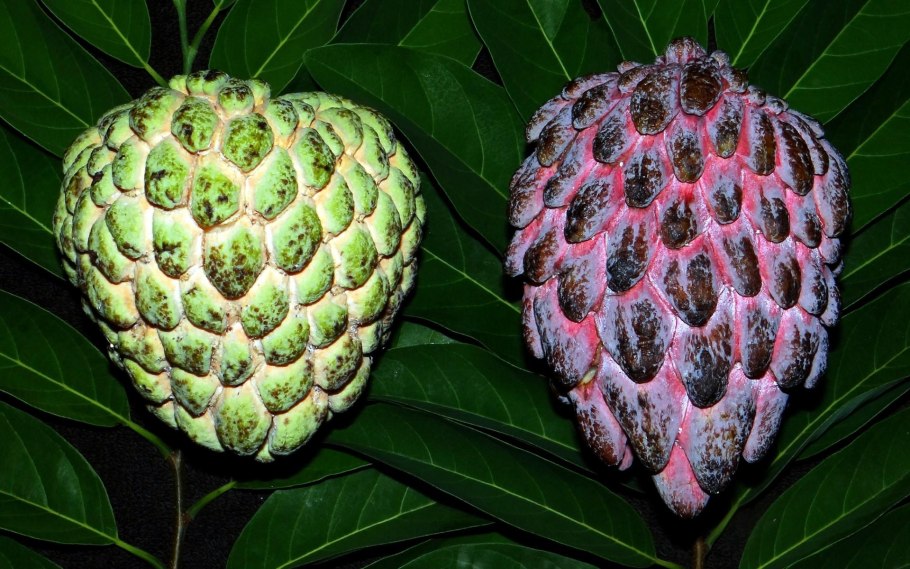 Дерево Annona purpurea фото