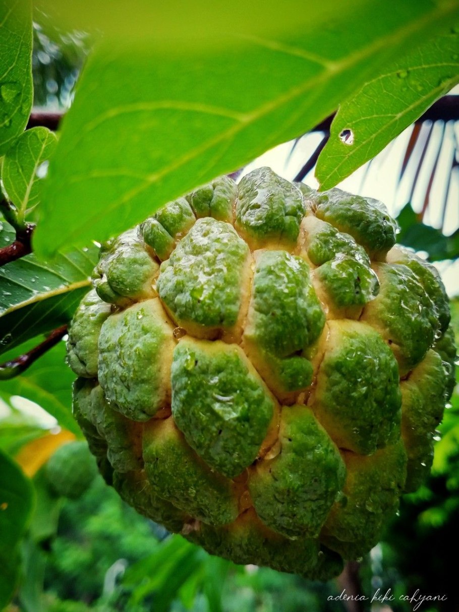 Сахарное яблоко черимойя