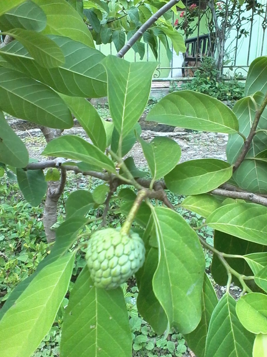 Сахарное яблоко