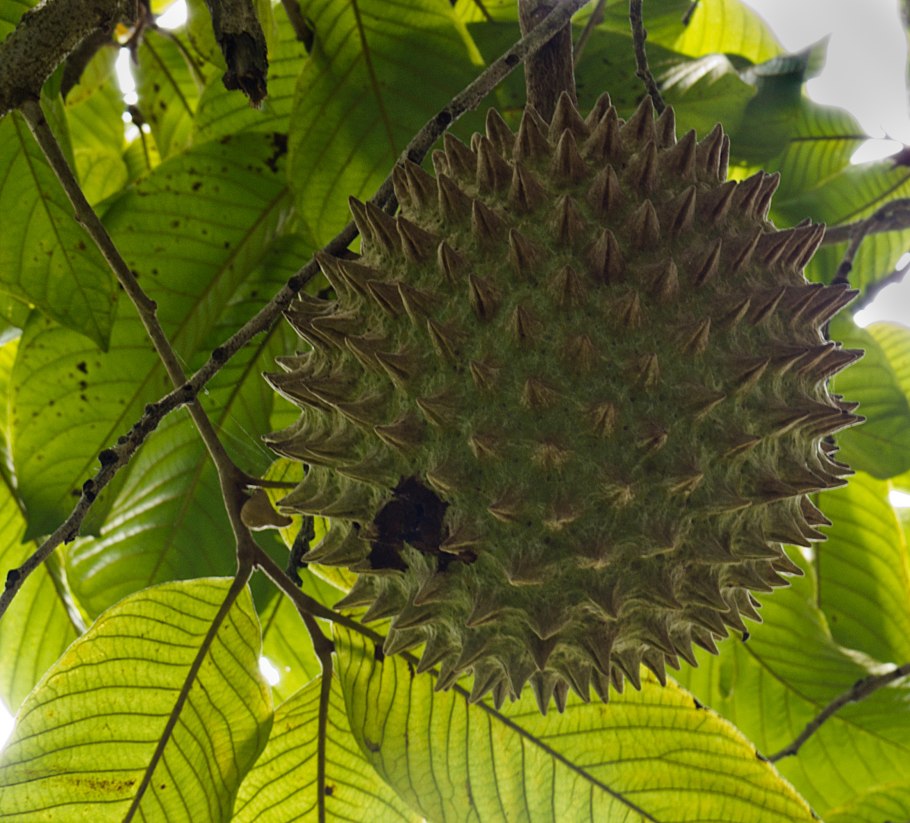 Аннона Горная