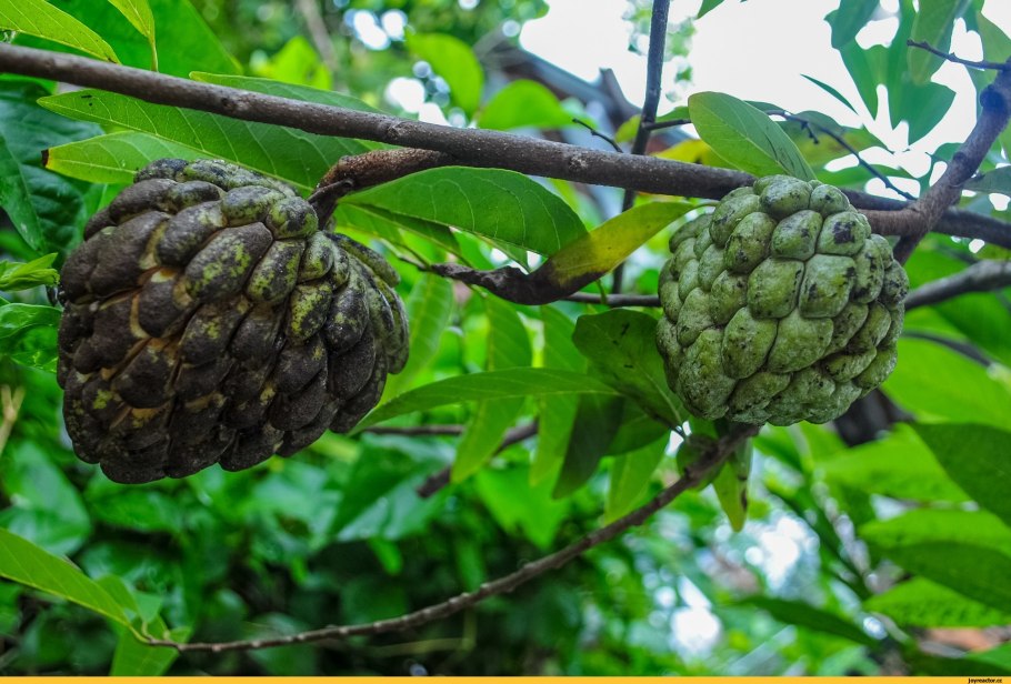 Аннона сахарное яблоко