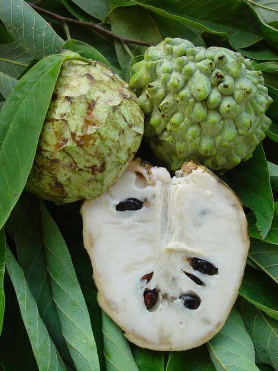 Фрукт черимойя