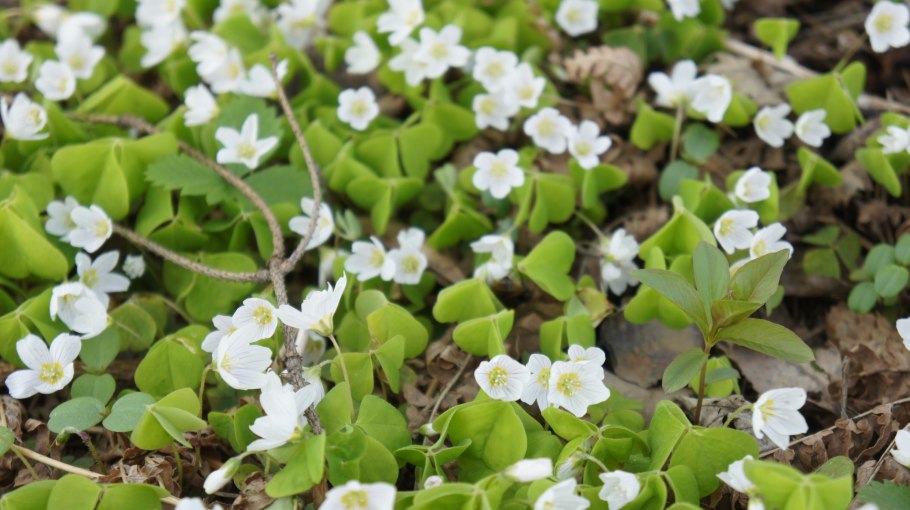 Козья Кислица