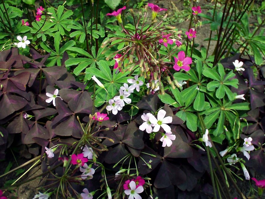 Кислица Золотая недотрога