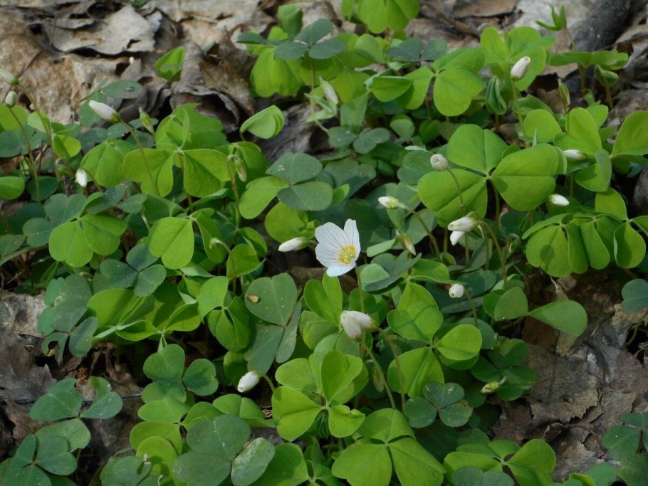 Кислица обыкновенная