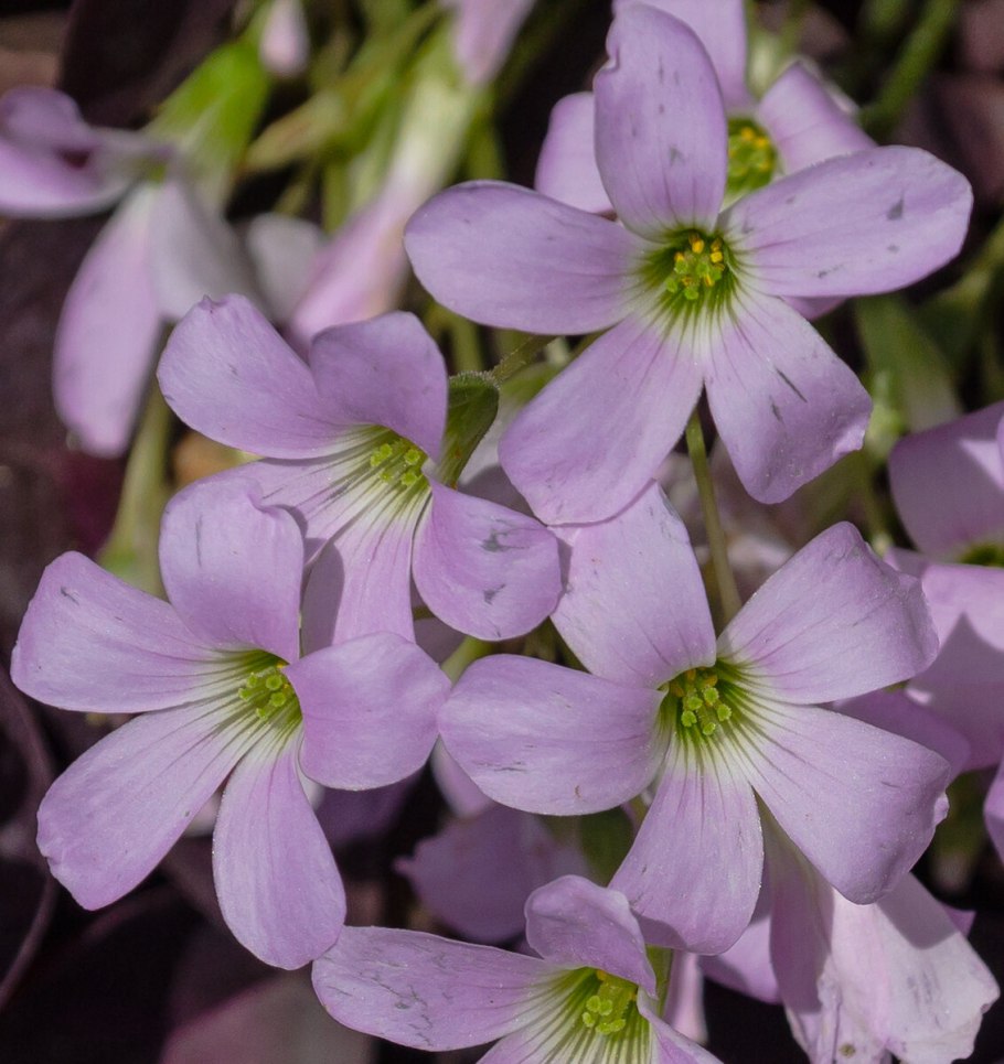 Кислица Регнелла