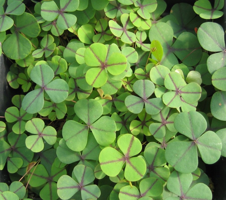 Четырехлистный клевер поле