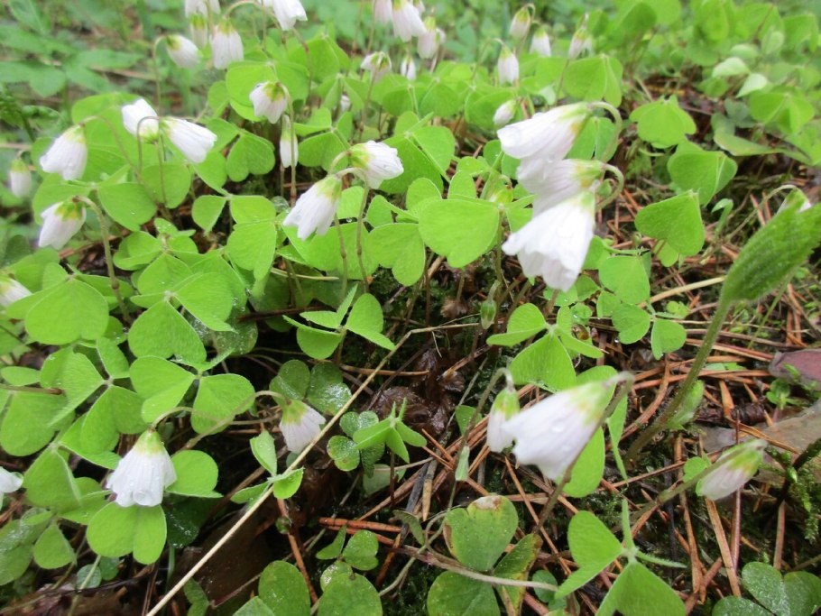 Кислица на газоне