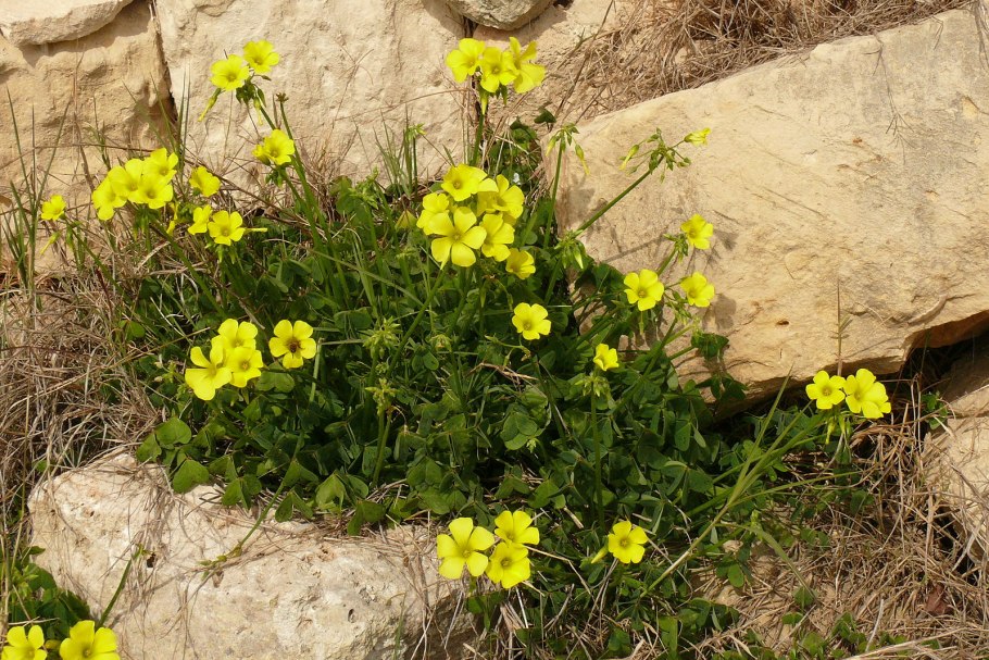 Козья Кислица