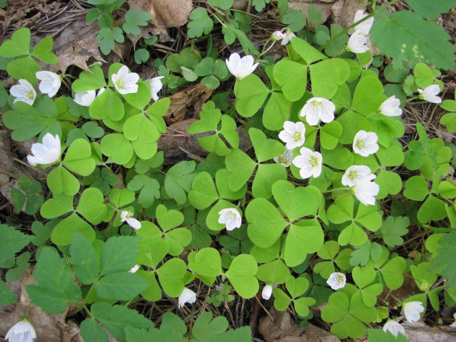 Белая Кислица ягода