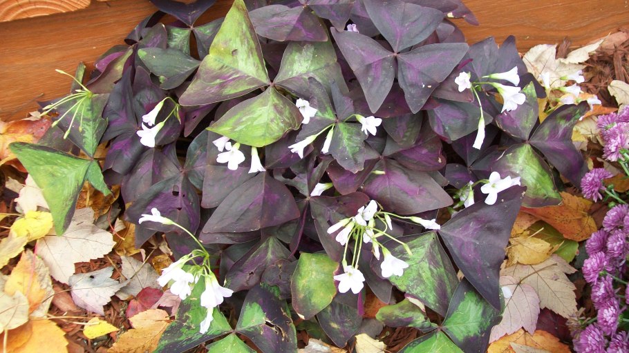 Oxalis regnellii