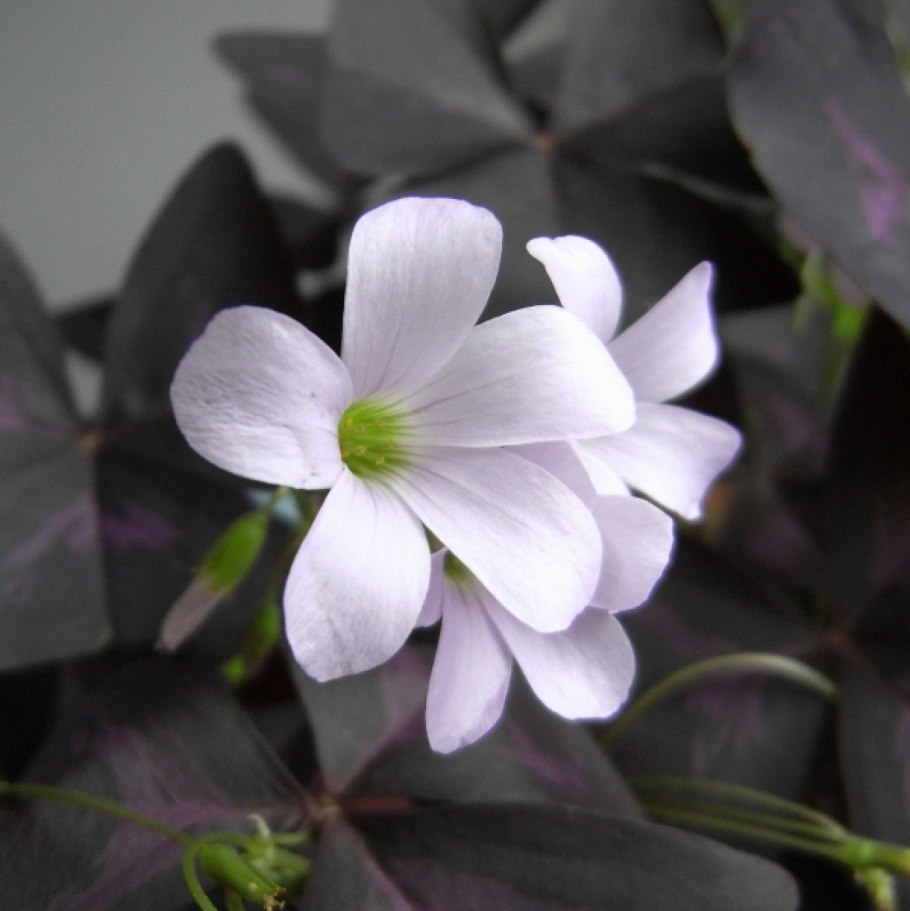 Оксалис Ласиандра