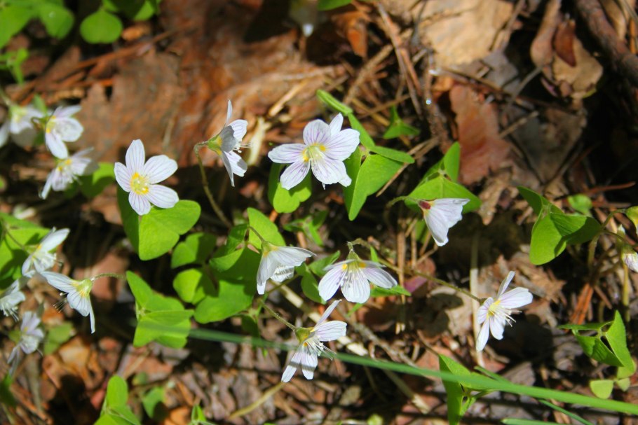 Кислица ягода лесная