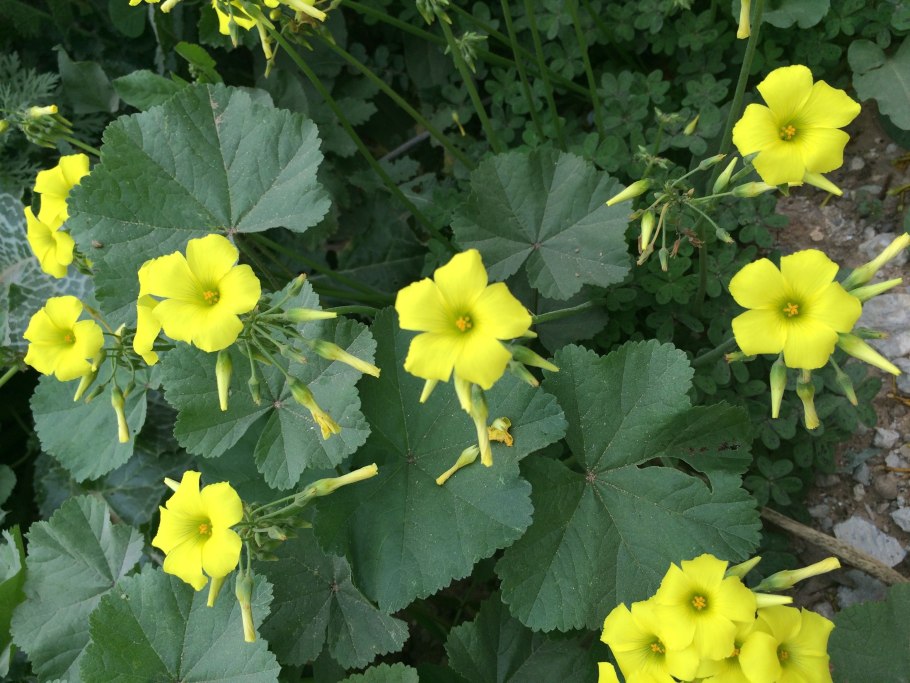 Козья Кислица