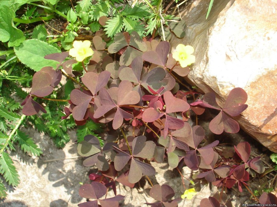 Оксалис бургунди