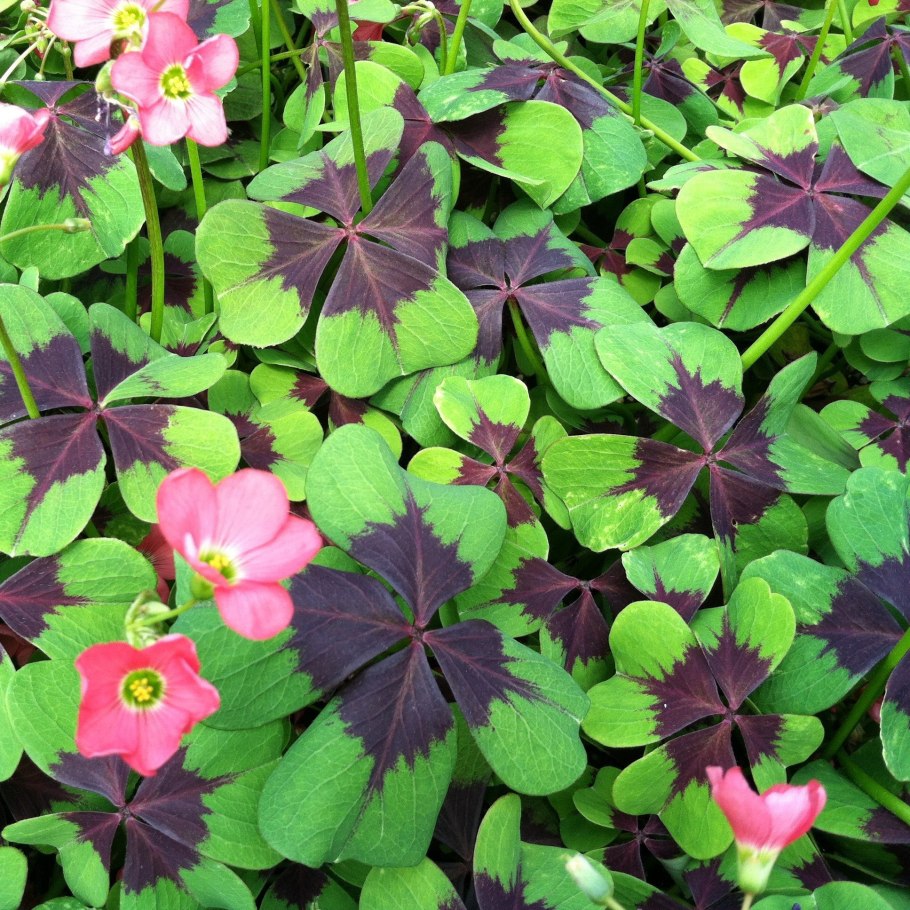 Оксалис кислица