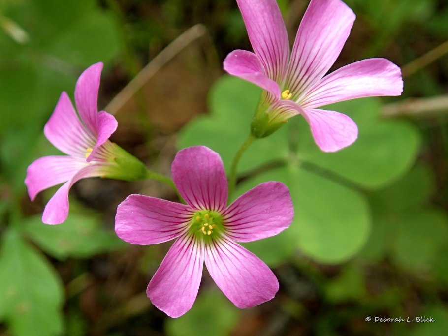 Оксалис кислица