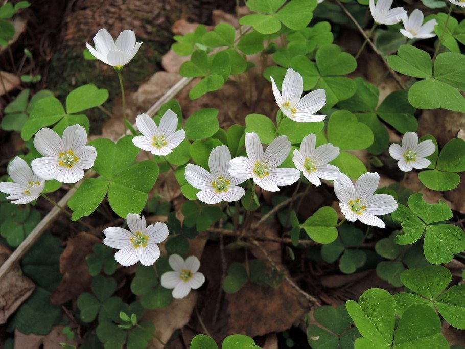 Кислица лесная