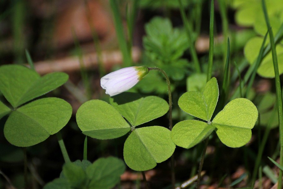 Кислица обыкновенная заячья капуста