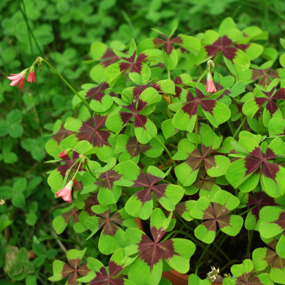 Oxalis triangularis