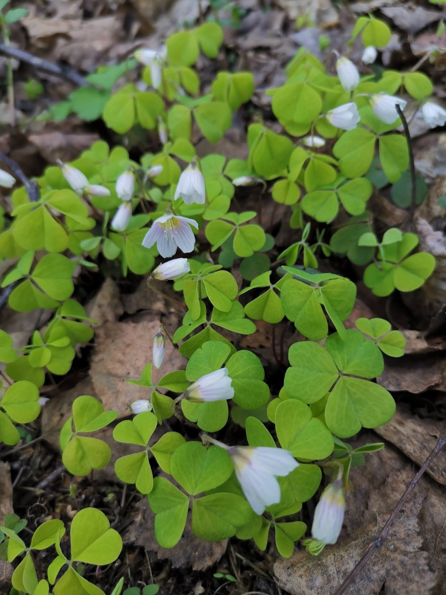 Кислица обыкновенная заячья капуста