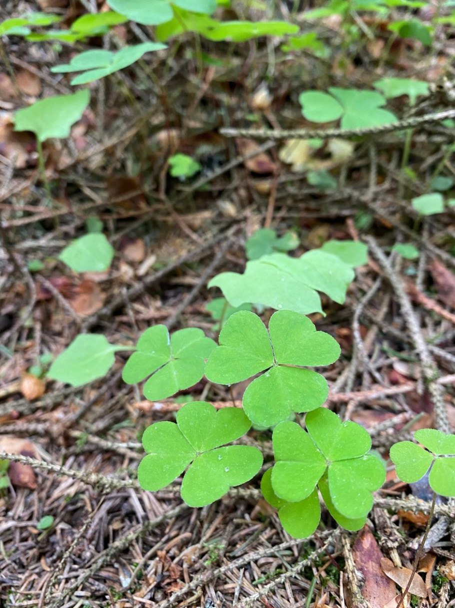 Oxalis PES caprae Козья Кислица
