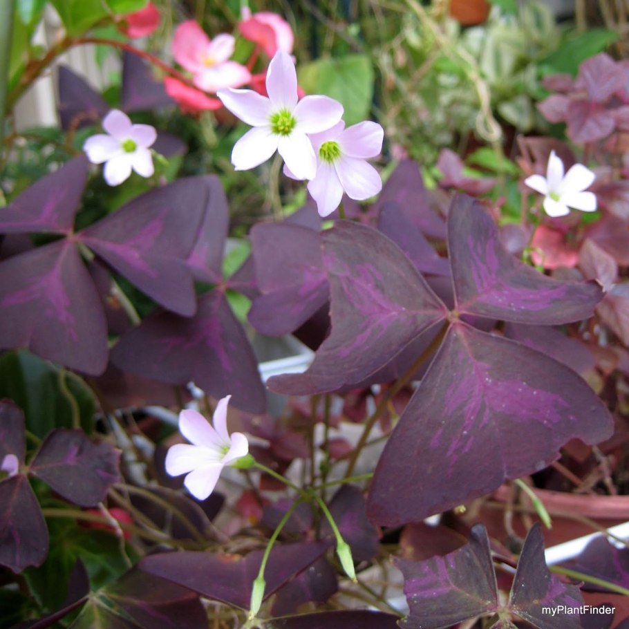 Оксалис (кислица) майк