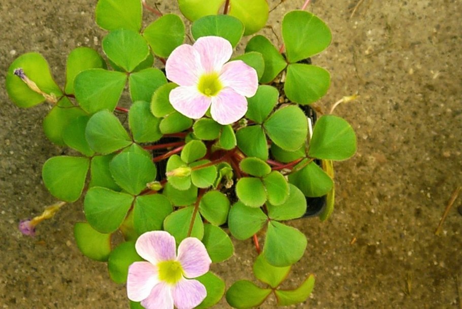 Козья Кислица