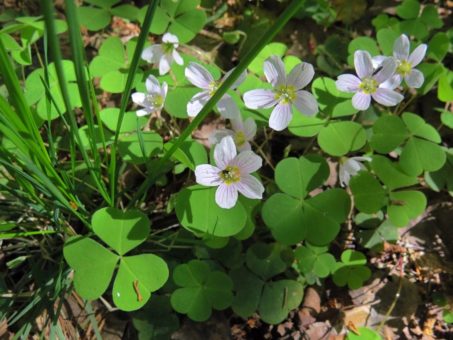 Кислица обыкновенная лесная