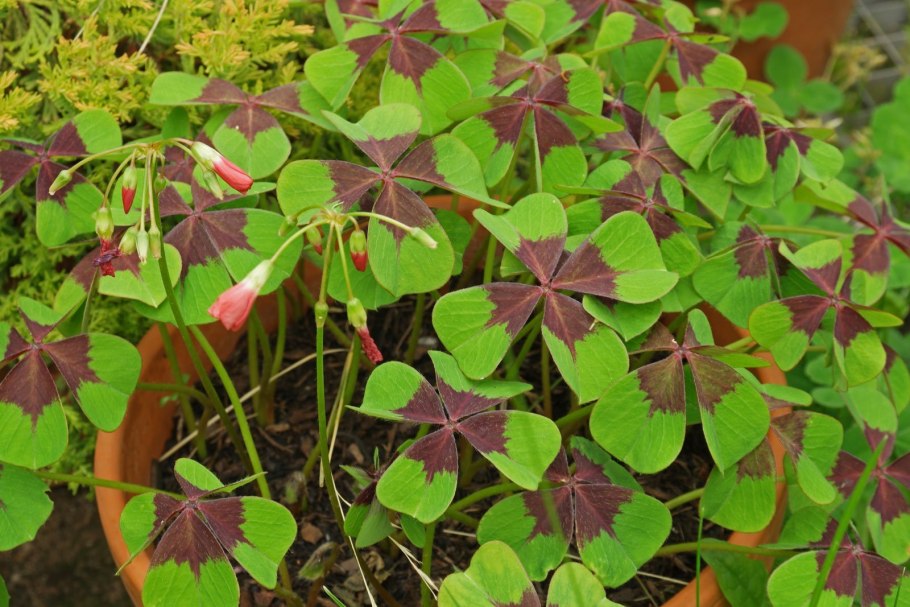 Оксалис айрон кросс