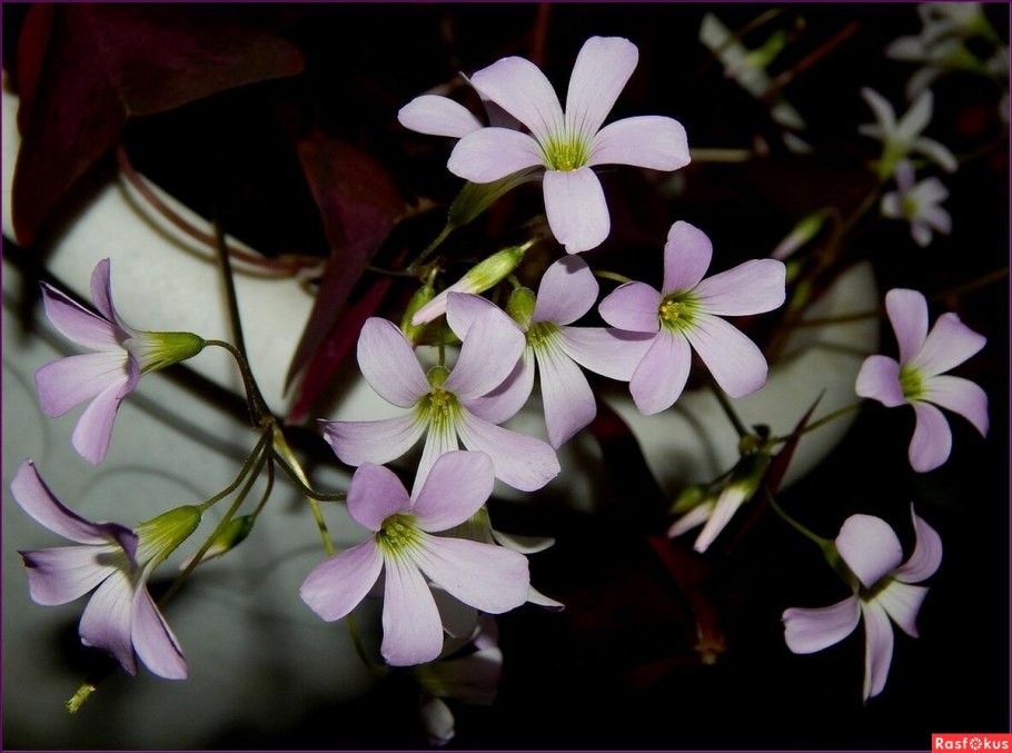 Оксалис lasiandra