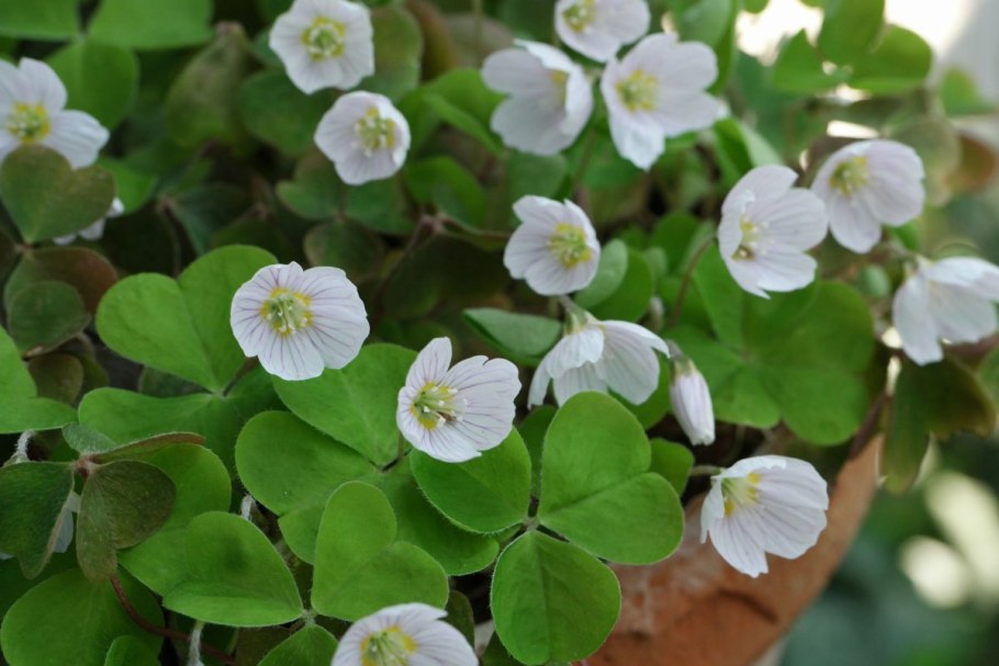 Кислица oxalis stellata
