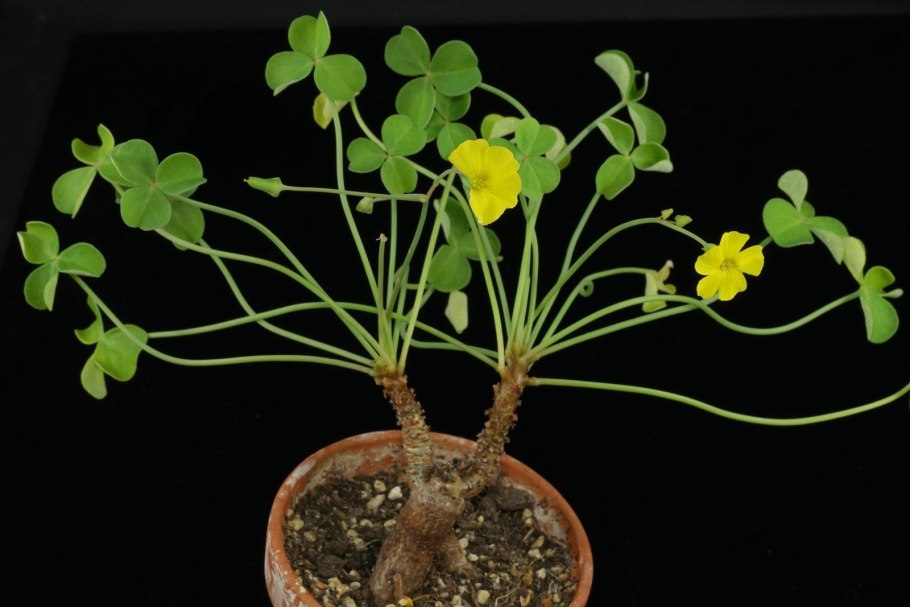 Oxalis PES caprae Козья Кислица