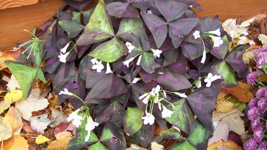 Кислица треугольная (oxalis triangularis)