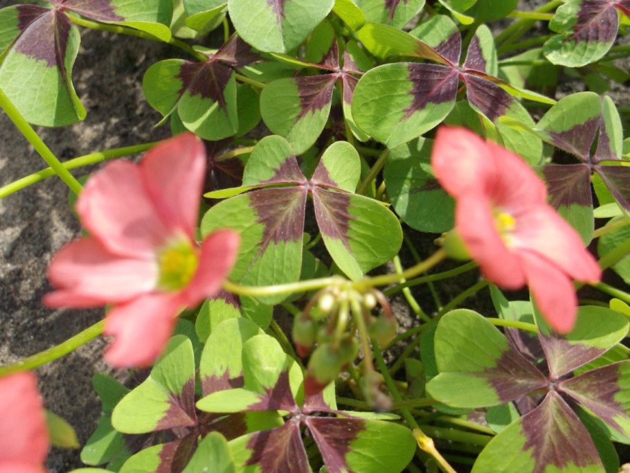 Кислица садовая