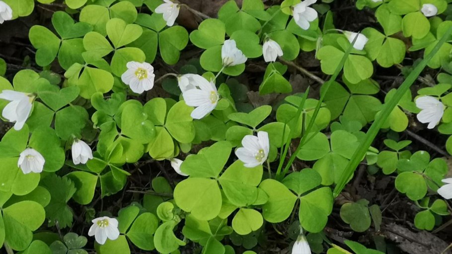 Кислица Ортгиса