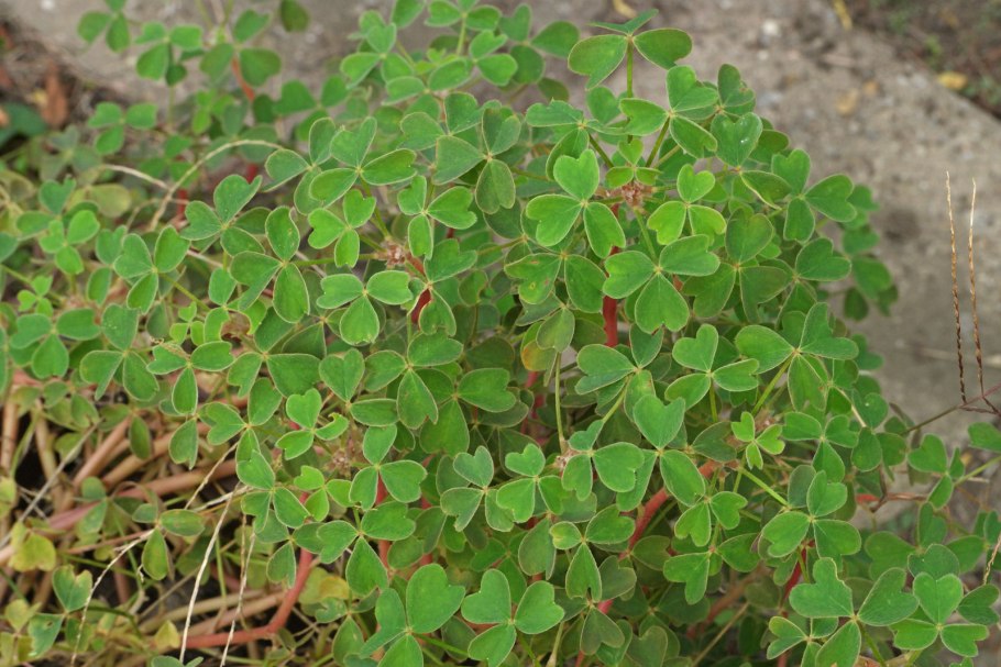 Oxalis tuberosa