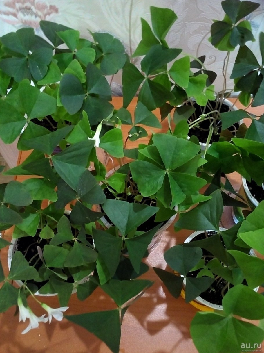 Оксалис кислица клевер счастья