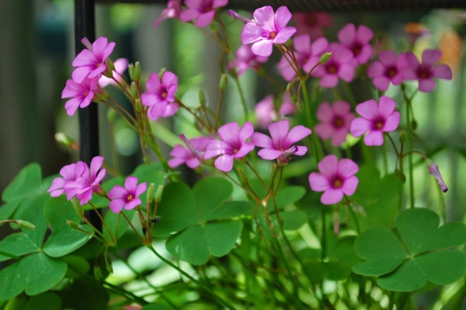 Оксалис irish mist