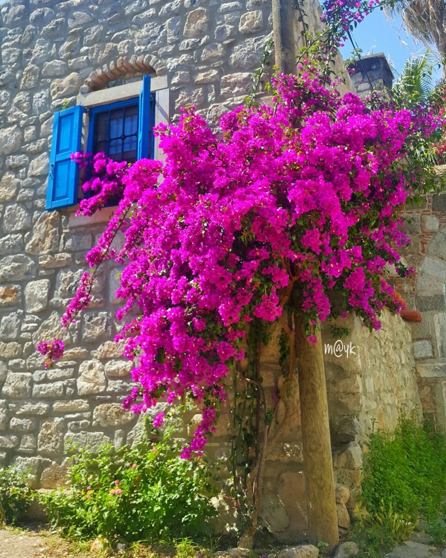 Бугенвиллия Brasiliensis