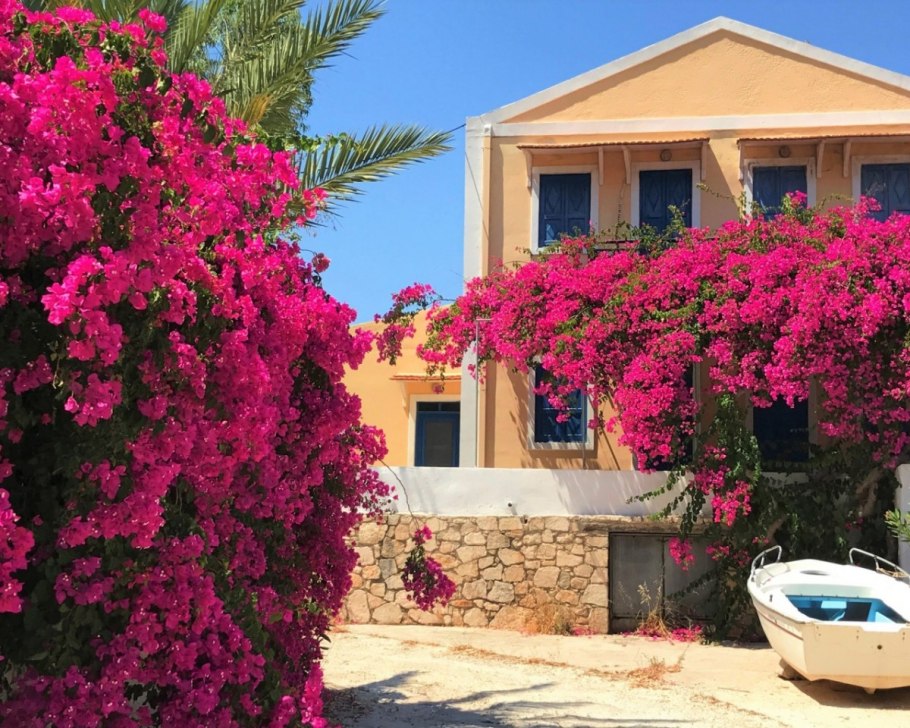 Лиана бугенвиллия вечнозеленые