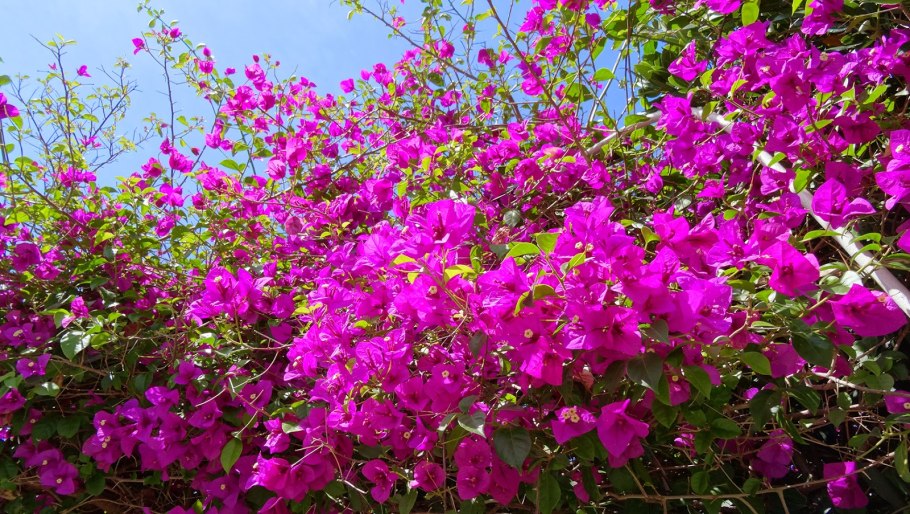 Цветок бугенвиллия бугенвиллия