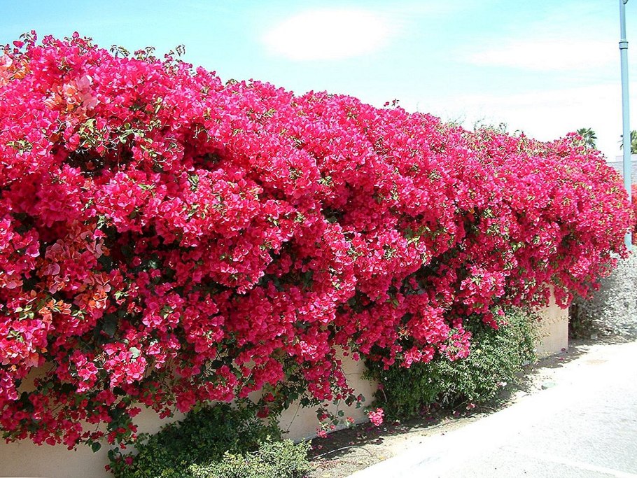 Бугенвиллия Перуанская