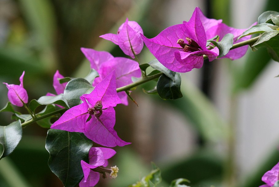 Бугенвиллия голубая