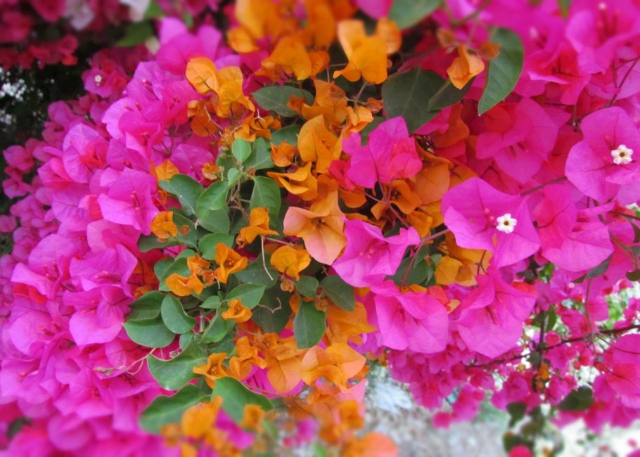 Бугенвиллия glabra