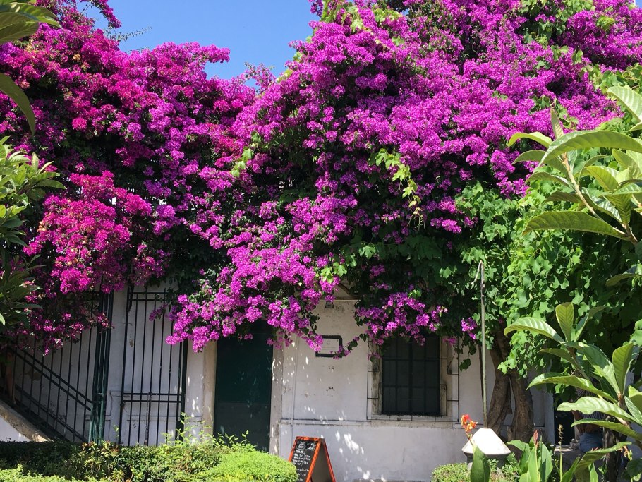 Бугенвиллия Сингапур