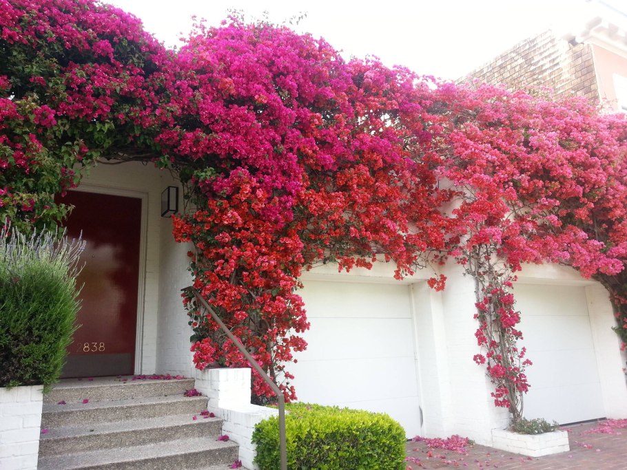 Бугенвиллия в Греции