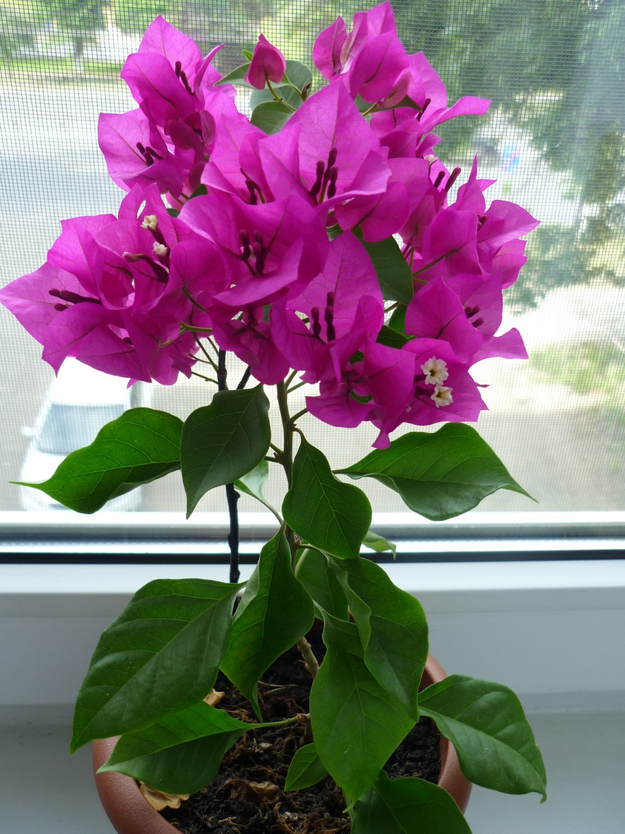 Бугенвиллия Black India Red