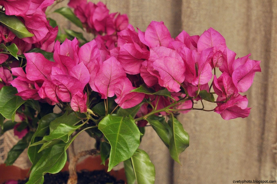 Бугенвиллия цветок