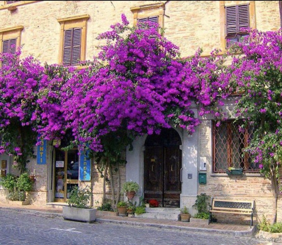 Бугенвиллия Дания